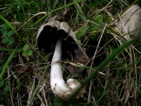 Grauer Falten-Tintling